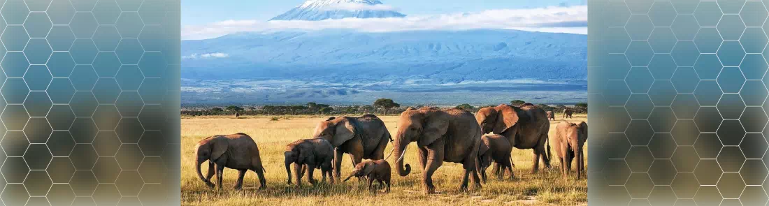 Great Migrations 1080p İndir